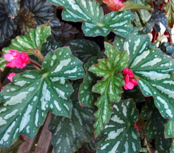 B. ‘Paper Snowflakes’